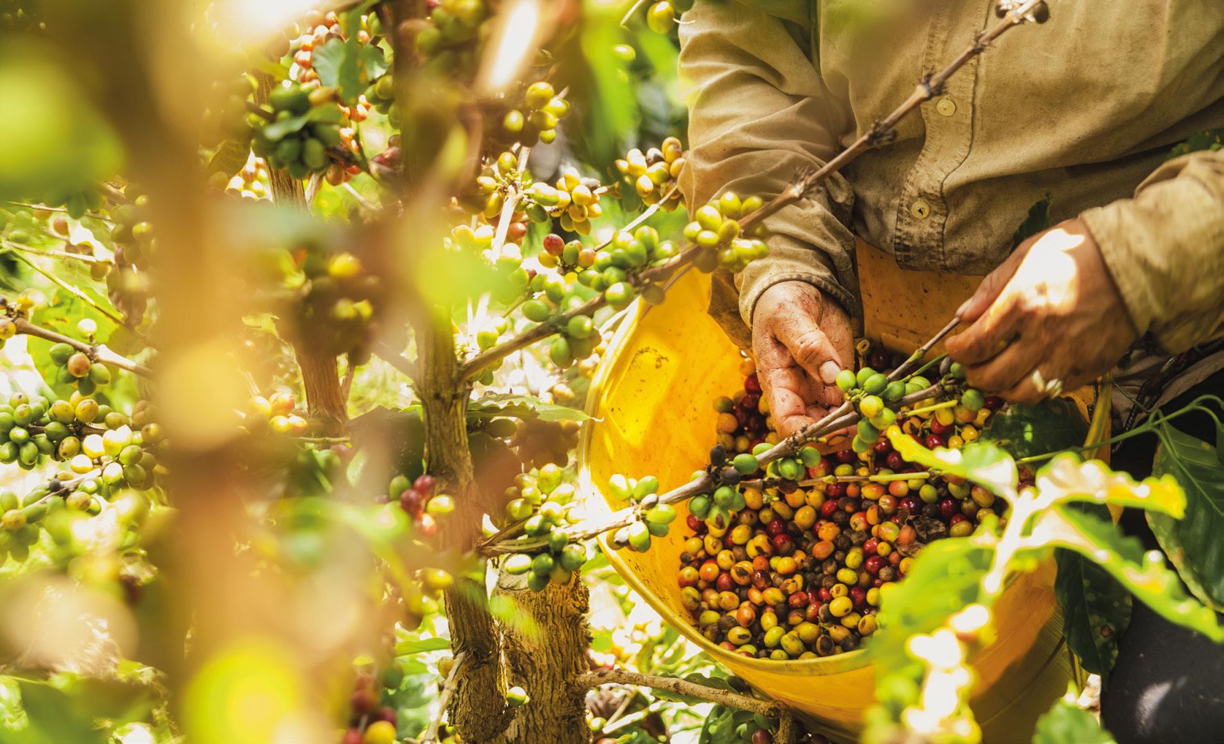 Even a cup of coffee can help save the planet - Simonelli Group