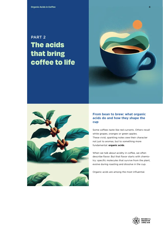 Part 2 — The acids that bring coffee to life